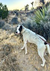 Found/Stray Male Dog last seen Redding, Yucca Valley, CA 92284