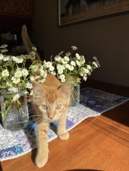 Lost Male Cat last seen Sunny Acres Park Area, Anoka, MN 55303