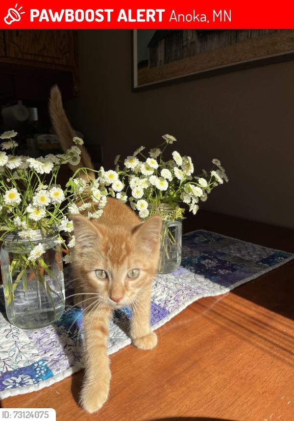 Lost Male Cat last seen Sunny Acres Park Area, Anoka, MN 55303