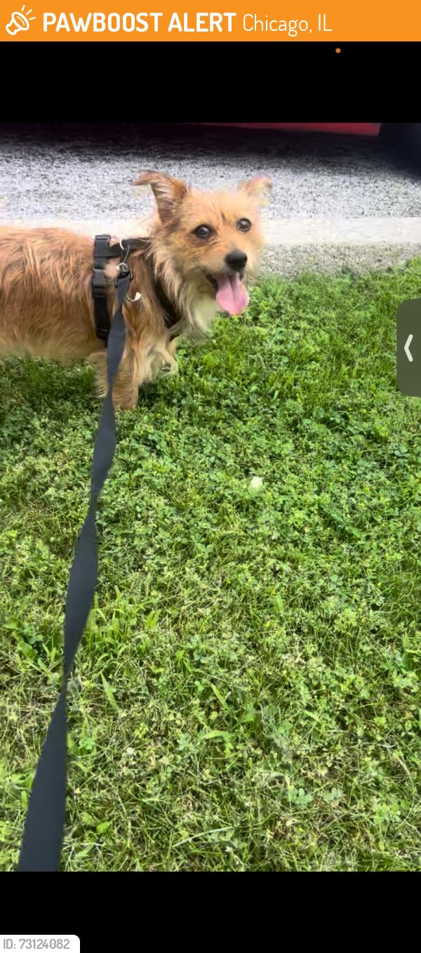 Found/Stray Male Dog last seen Washington park, Chicago, IL 60637