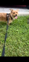 Found/Stray Male Dog last seen Washington park, Chicago, IL 60637