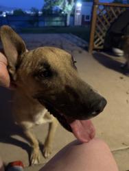 Reunited Male Dog last seen Halo Cir SE, Rio Rancho, NM 87124, USA, Rio Rancho, NM 87124