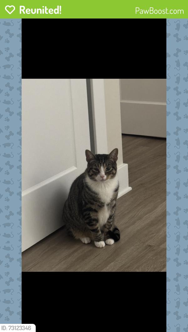 Reunited Male Cat last seen Franklin Ave, Beverly, NJ 08010