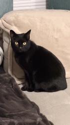 Reunited Female Cat last seen East Southport and S Franklin road, Indianapolis, IN 46259