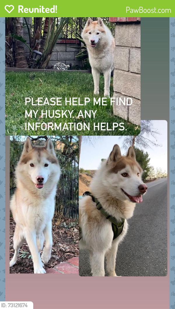 Reunited Male Dog last seen Near shell gas station in castaic, ca, Castaic, CA 91384