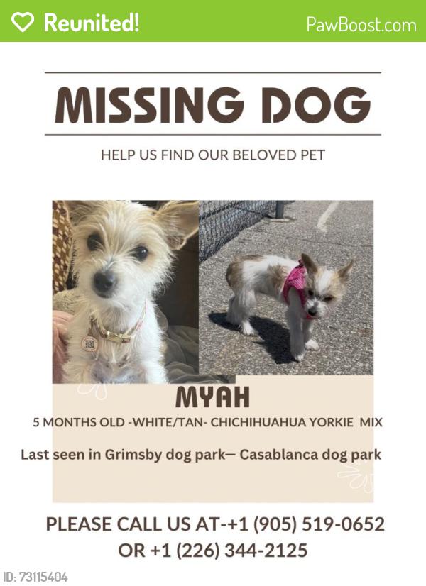 Reunited Female Dog last seen Dog park, Grimsby, ON 