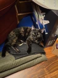 Reunited Female Cat last seen Acworth Due West, Kennesaw, GA 30152