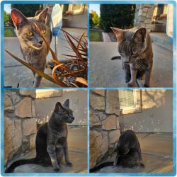 Reunited Male Cat last seen Adobe Place & Saddleback Str, Chula Vista, CA 91914