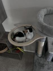 Reunited Female Cat last seen Allied Garden Park, San Diego, CA 92120
