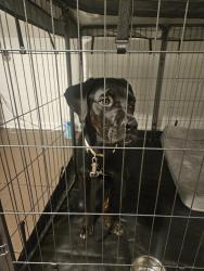 Found/Stray Female Dog last seen Bayard St & RN Martin St, East Point; at East Point Housing Authoritu, Atlanta, GA 30344