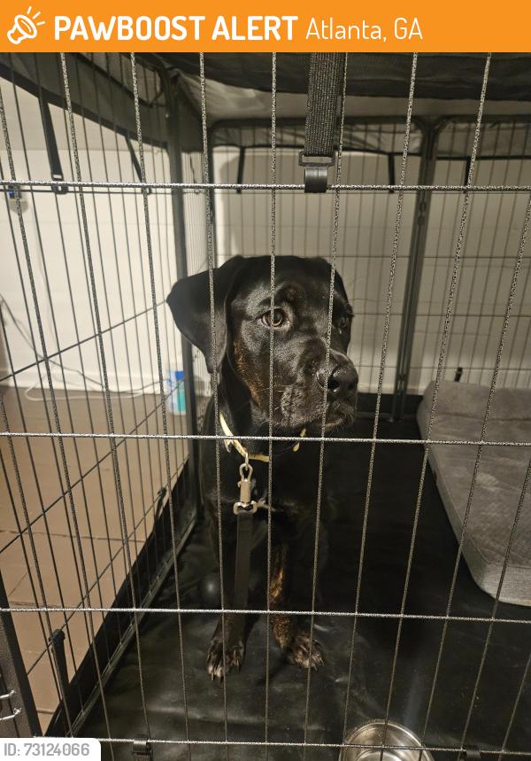 Found/Stray Female Dog last seen Bayard St & RN Martin St, East Point; at East Point Housing Authoritu, Atlanta, GA 30344