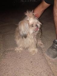 Reunited Female Dog last seen Celaya way and ahumada, El Paso, TX 79927