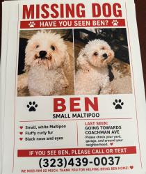 Reunited Male Dog last seen Coachman Ave, Whittier, Whittier, CA 90605