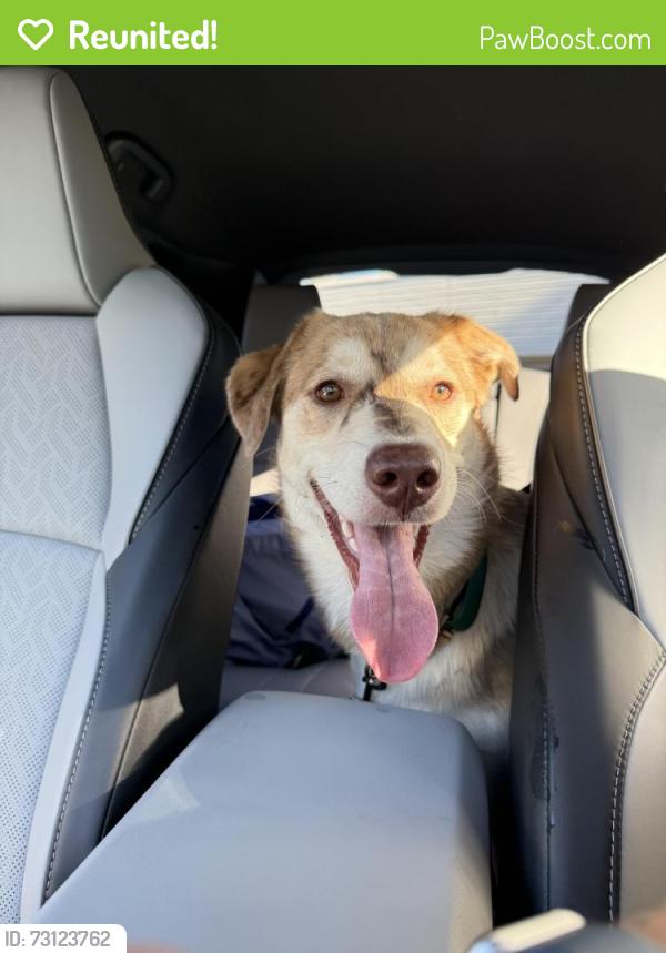 Reunited Male Dog last seen SE Duke and 82nd Ave, Portland, OR 97266