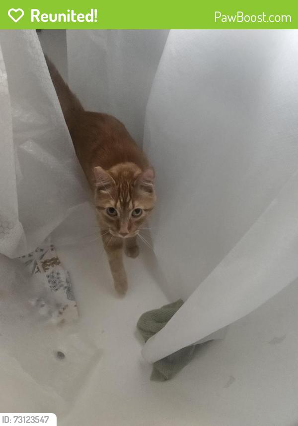 Reunited Male Cat last seen Park St and Como Ave, Saint Paul, MN 55101