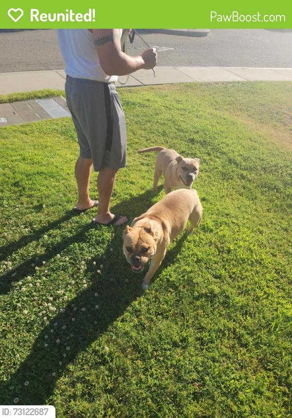 Reunited Unknown Dog last seen Shoshonee ct antioch ca, Antioch, CA 94531