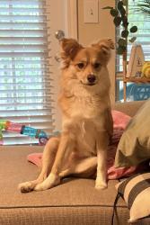 Reunited Male Dog last seen Lower Fayette rd, Newnan, GA 30263