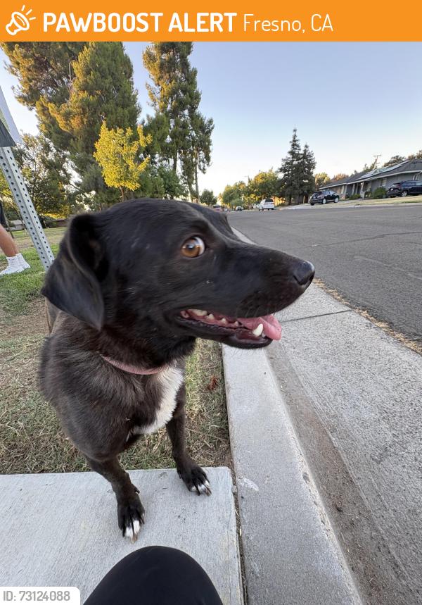 Found/Stray Female Dog last seen Joaquin and angus, she’s at university park on ashlan, Fresno, CA 93726