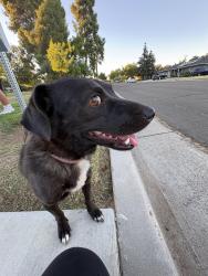 Found/Stray Female Dog last seen Joaquin and angus, she’s at university park on ashlan, Fresno, CA 93726