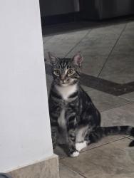 Reunited Female Cat last seen Rockland Avenue, Staten Island, NY 10314