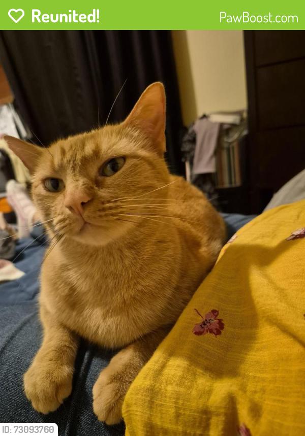 Reunited Female Cat last seen apmts on Gualt, San Antonio, TX 78209
