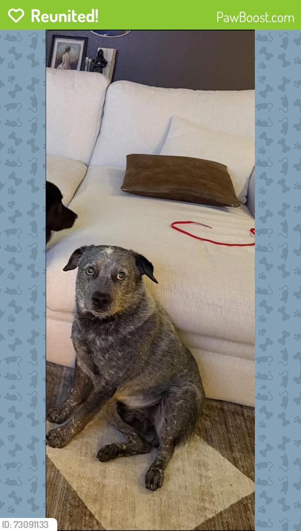 Reunited Male Dog last seen Turner warnell and calender, Mansfield, TX 76063