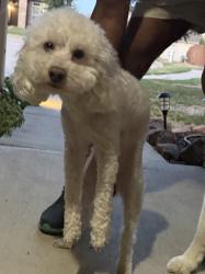 Reunited Male Dog last seen Roaming near Hemphill St, and Coventry East neighborhood, Fort Worth, TX 76036