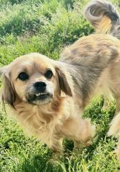 Lost Female Dog last seen HWY 27 near Gaston/Lincoln county line, Iron Station, NC 28080