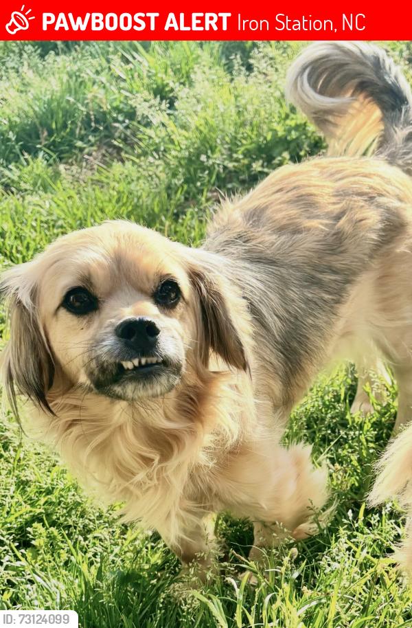 Lost Female Dog last seen HWY 27 near Gaston/Lincoln county line, Iron Station, NC 28080