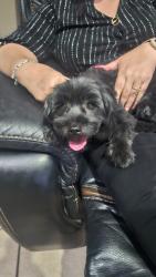Found/Stray Female Dog last seen Tierra Bronce, El Paso, TX 79938