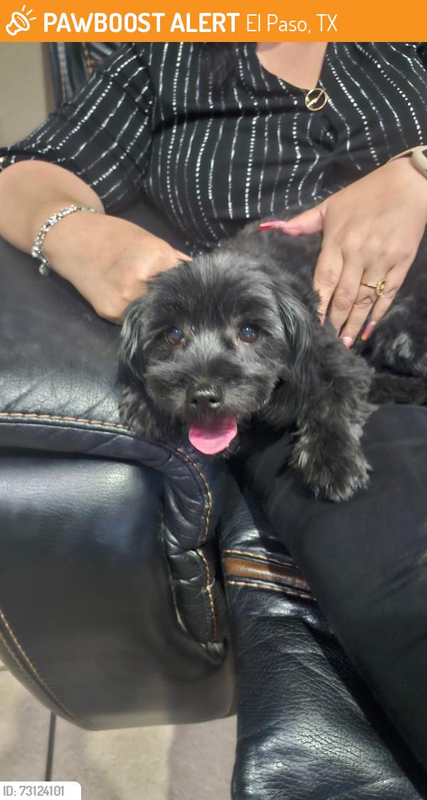 Found/Stray Female Dog last seen Tierra Bronce, El Paso, TX 79938