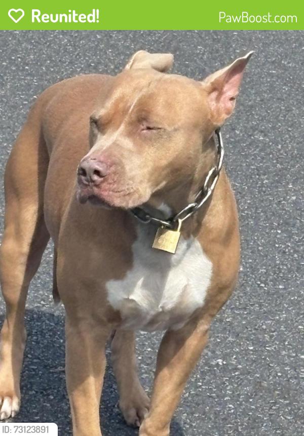 Reunited Unknown Dog last seen Corner of rinavore and bergin , Ferny Grove, QLD 4055