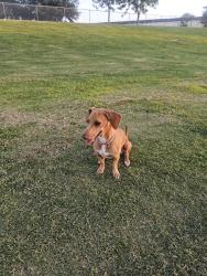 Reunited Male Dog last seen Near n seville dr, El Paso, TX 79905