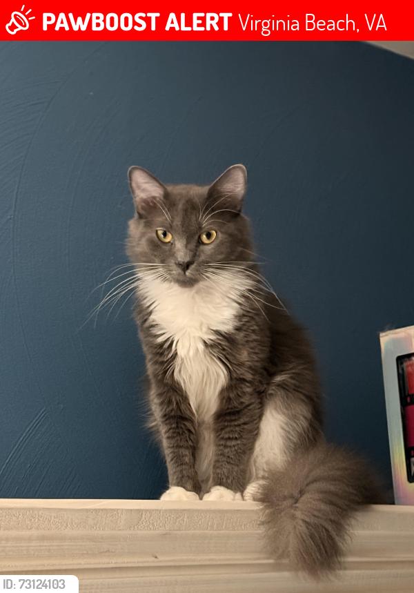 Lost Male Cat last seen Fairborn court and Livingston oak, Virginia Beach, VA 23464