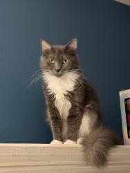 Lost Male Cat last seen Fairborn court and Livingston oak, Virginia Beach, VA 23464