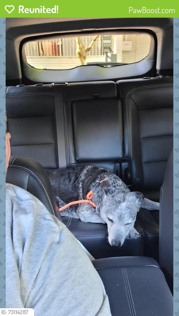 Reunited Female Dog last seen Highway 14 East, Vancouver, WA 98661
