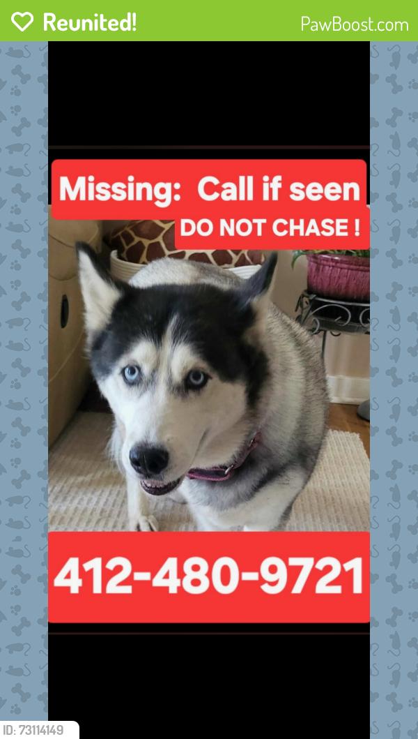 Reunited Female Dog last seen St Elias Church, Munhall, PA 15120