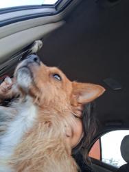 Lost Male Dog last seen Challenger and Avenue H, Lancaster, CA 93535