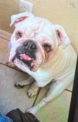Reunited Male Dog last seen Alabella lane and shadow lane, North Port Florida 34286, North Port, FL 34286
