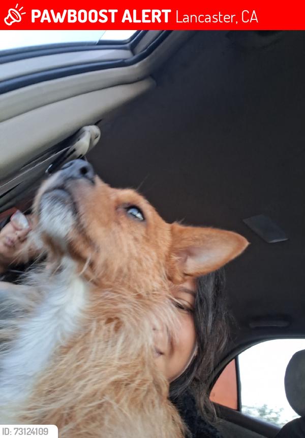 Lost Male Dog last seen Challenger and Avenue H, Lancaster, CA 93535