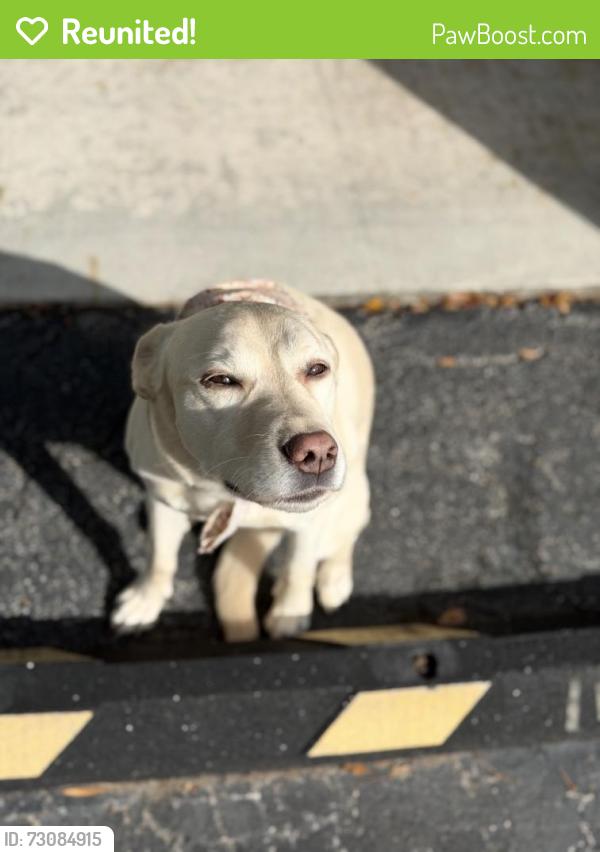 Reunited Female Dog last seen W sunrise blvd, Plantation, FL 33322