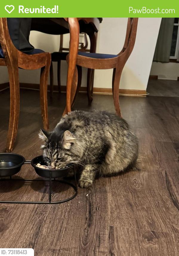 Reunited Male Cat last seen Near 35th Pl and 36th street, Marathon gas station, Brighton Elementary school, El expresso company, Brighton Park., Chicago, IL 60632