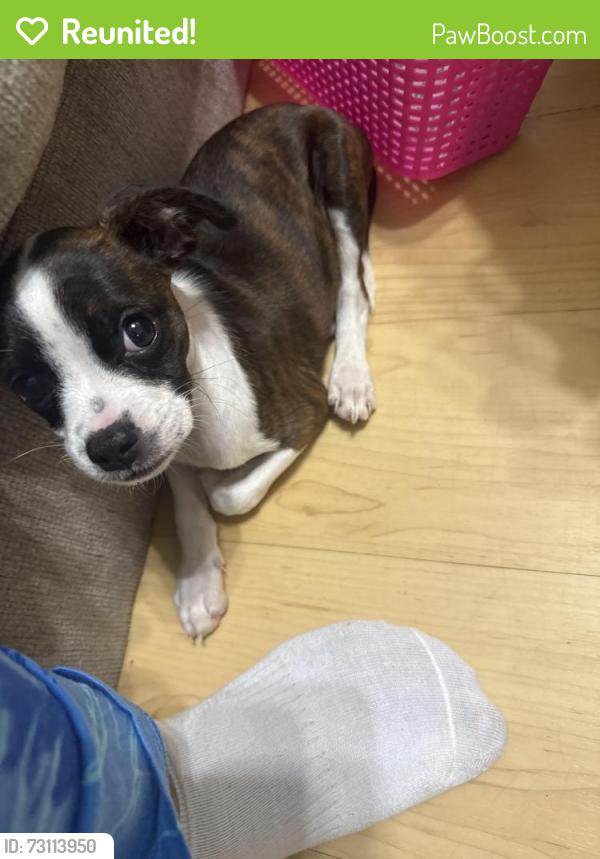 Reunited Female Dog last seen Welsh Dr,, La Vergne, TN 37086