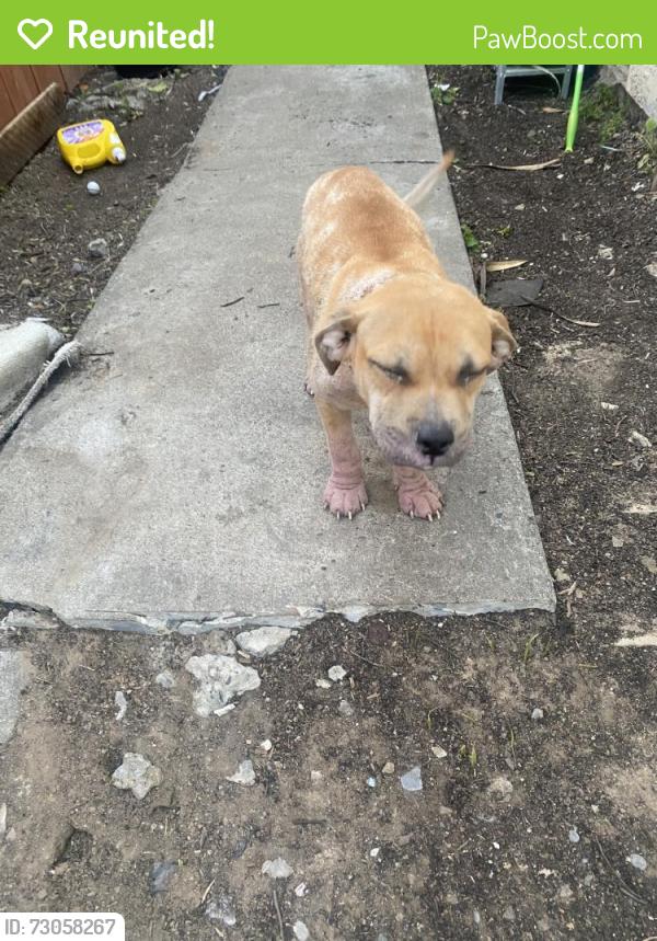 Reunited Male Dog last seen 44th Ave, Sacramento, CA 95824, USA, Sacramento, CA 95824