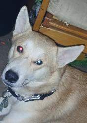 Lost Male Dog last seen Highway 103 east Lufkin Texas, Angelina County, TX 75901