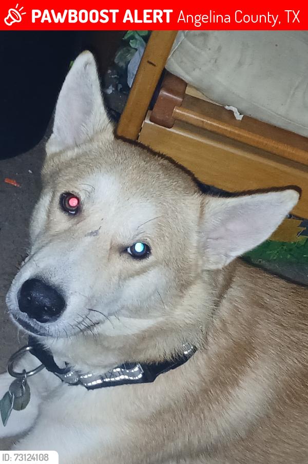 Lost Male Dog last seen Highway 103 east Lufkin Texas, Angelina County, TX 75901