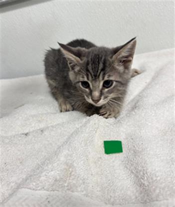 Shelter Stray Male Cat last seen , 600 Aviation Dr, Camarillo, CA 93010, USA