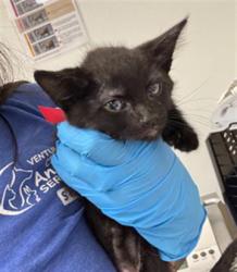 Shelter Stray Female Cat last seen , 600 Aviation Dr, Camarillo, CA 93010, USA