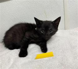 Shelter Stray Female Cat last seen , 600 Aviation Dr, Camarillo, CA 93010, USA