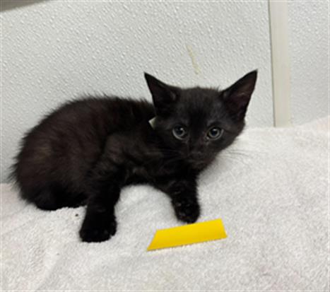 Shelter Stray Female Cat last seen , 600 Aviation Dr, Camarillo, CA 93010, USA